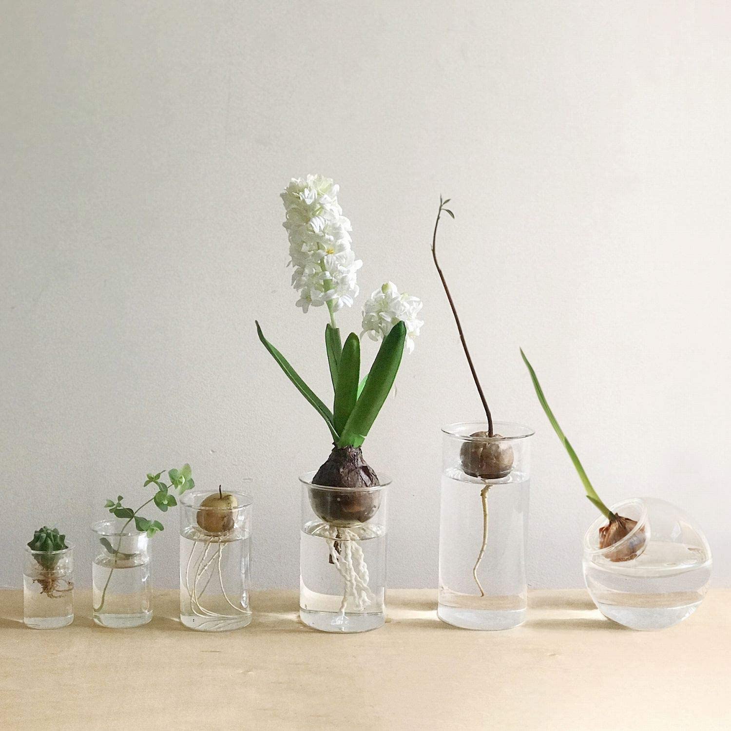 球根を水耕栽培できるガラス花瓶 BULB VASE